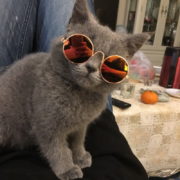 CAT SUNGLASS 3