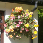 garden basket 4