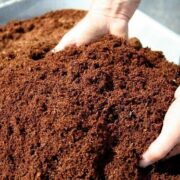 cocopeat
